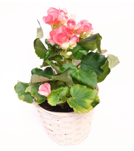 Begonia Basket