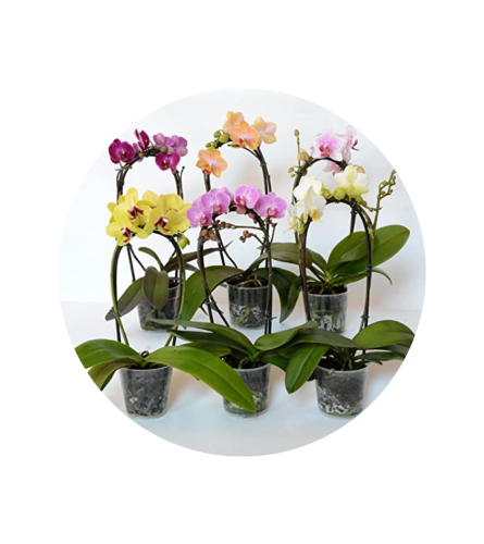 Potted Phalaenopsis Orchid