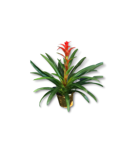 Single Stem Bromeliad Potted Plant