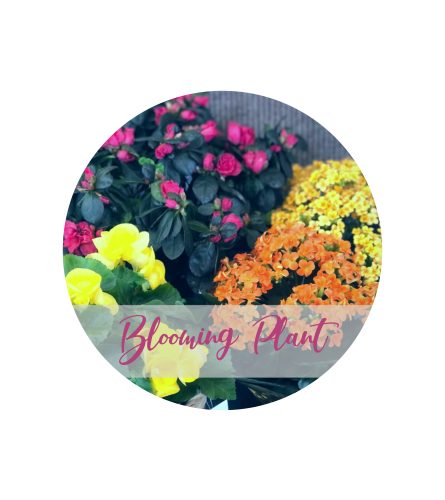 Blooming Plant - Florist Choice