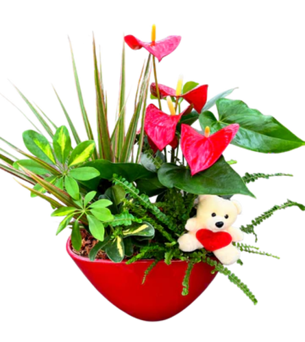 Valentine's Red Anthurium Planter