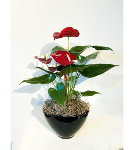 Elegant Red Anthurium Plant