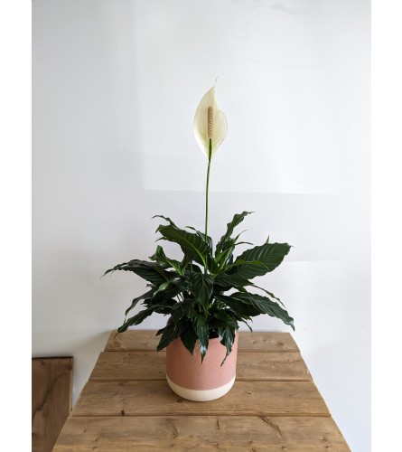 Graceful Peace Lily