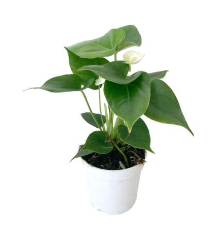 White Anthurium Plant - Standard