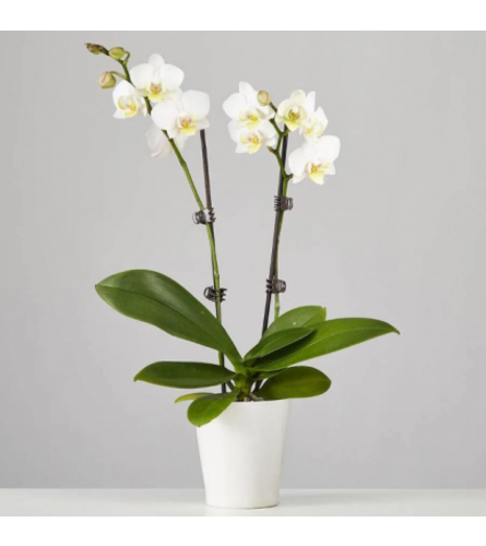 Double Stemmed White Orchid in Glass container