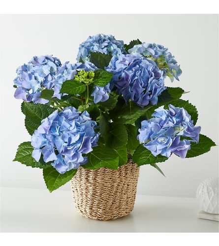 Hydrangea Celebrations