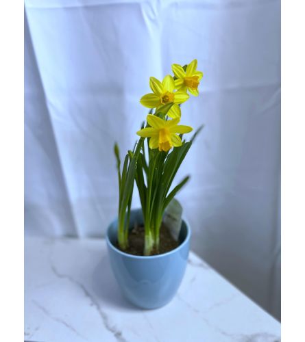 Daffodil Bulb Plant in Coloured Pot 4"