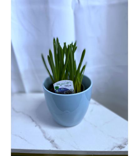 Muscari Bulb Plant in Pot 4"