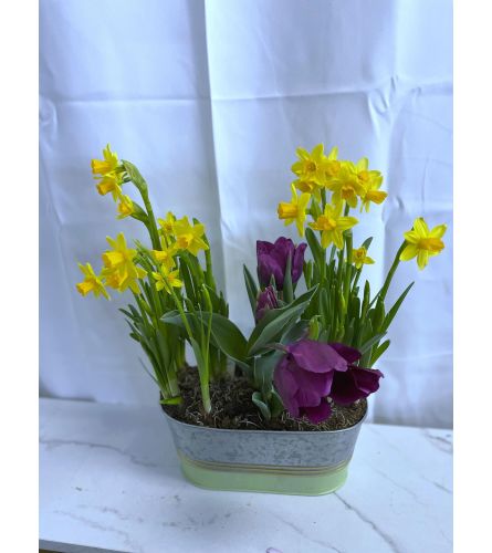 Small Spring Bulb Planter Pot