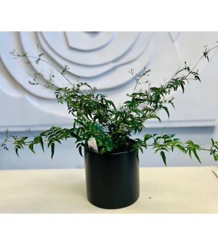 Blooming Jasmine Plant in Black Cermaic