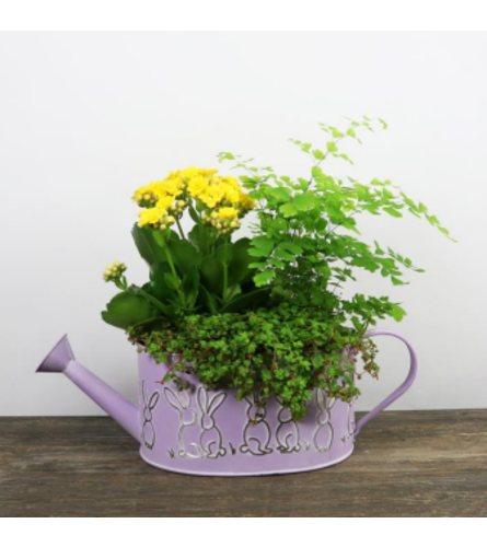 Bunny Watering Can 6x8 Planter. An arrangement by Balloon Bouquets Plus.