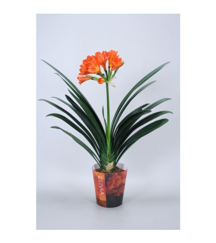 Clivia Blooming Plant