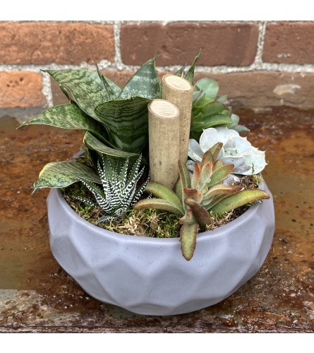 'By Design' Zen Succulent Garden