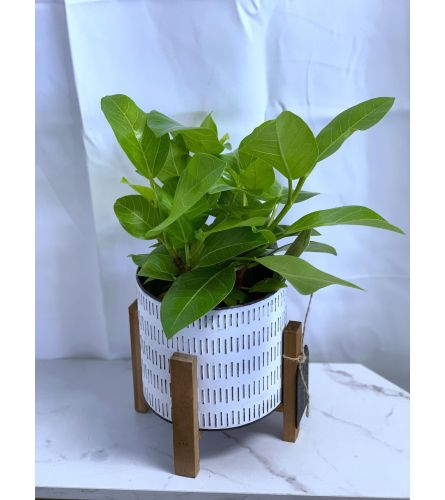 Potted Yellow Ficus Reflection Planter