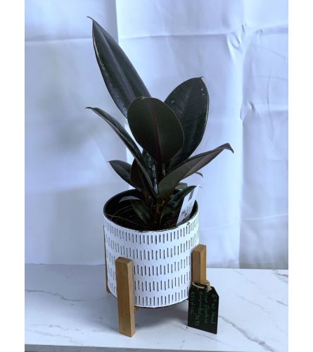 6" Ficus Elastica in Reflection Planter