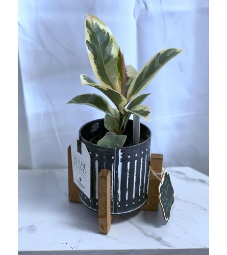 Ficus Elastica in 4" Widget Planter