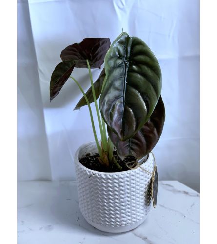 6" Red Secret Alocasia in White Crimped Ceramic