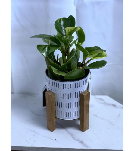 4 Peperomia in Reflection Planter. An arrangement by Anderson Flowers.