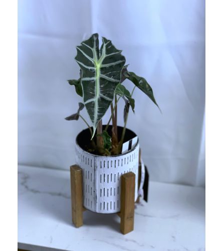 Alocasia in Reflection 4" Planter