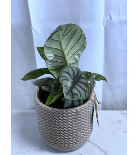 Dragon Alocasia in Taupe Crimped 6" Ceramic