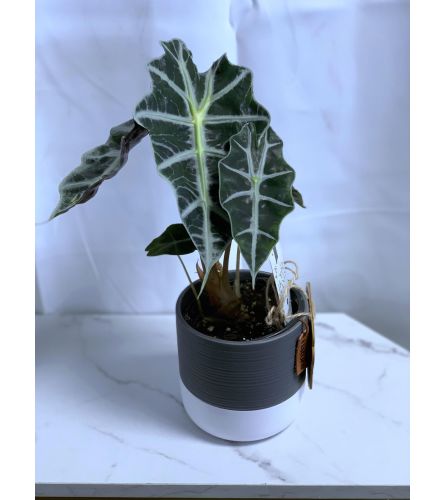 Alocasia Polly in 4" Beaudon Ceramic