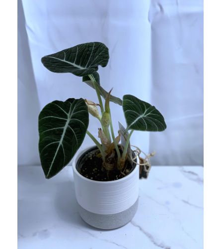 Black Velvet Alocasia in 4" Beaudon Ceramic