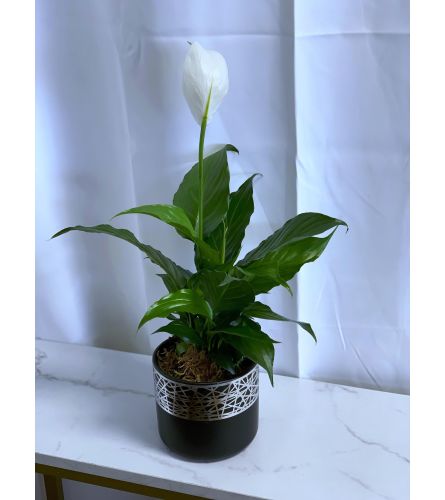 Peace Lily in Black and Silver Pot 4"