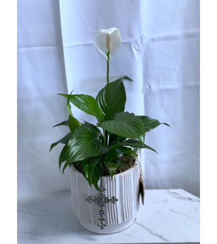 Peace Lily in 6" Ceramic with Decorative Cross