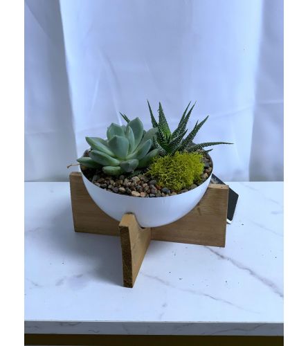 Cove Succulent 5 Planter Garden. An arrangement by Lori's Hearts and Flowers.