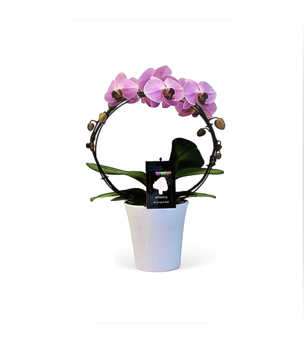 Circle Of Life Zen Orchid Plant