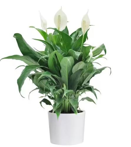 Peace Lily Planter In Ceramic Container. An arrangement by Owen Sound Flowers.