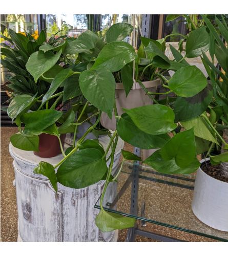 Golden Pothos In a Hanging Container (pickup only)