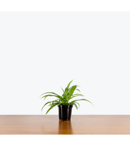 Spider Plant 4"