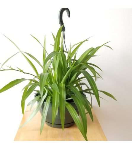 Spider Plant in Hanging Planter