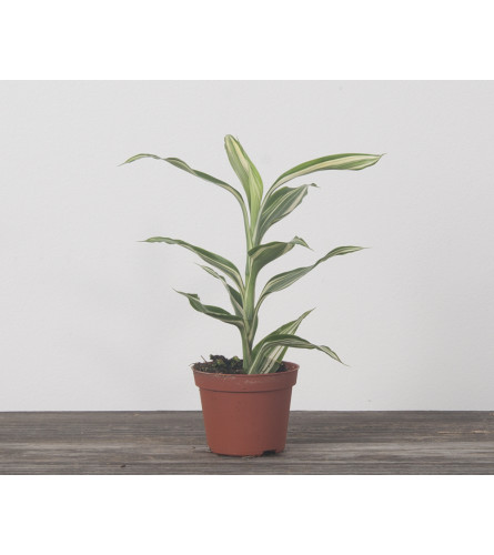 Ribbon Plant 4"