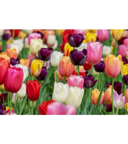 Totally Tubular Tulips