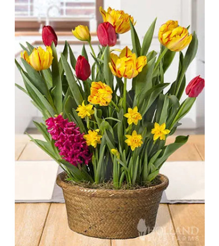 bulb garden in basket