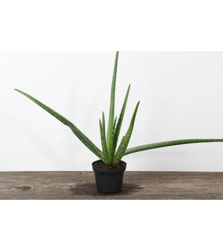 Aloe Vera 4"