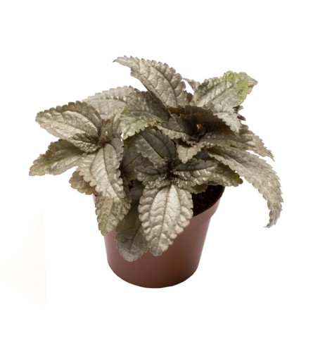 Ellen Pilea 2.5"
