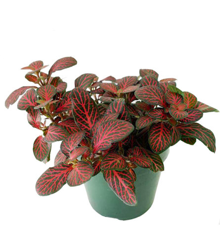 Nerve Plant 4" - Red