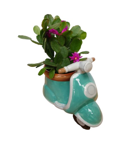 Easter Cactus Scooter