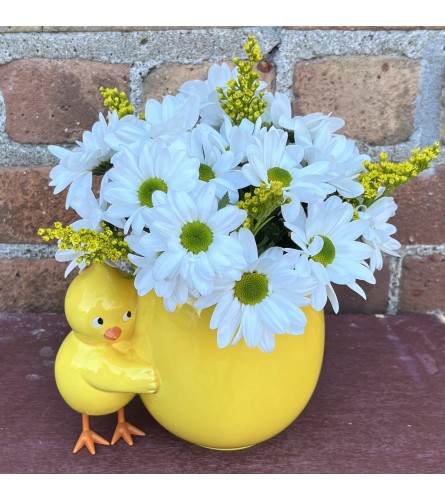 'By Design' Daisy Chick