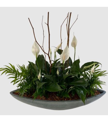 The Peace Lily Dish Garden