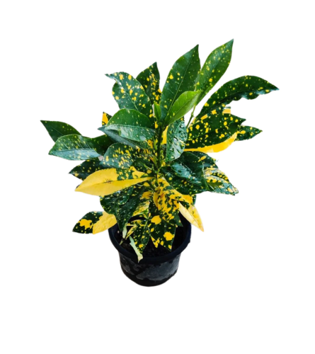 Croton 4" - Gold Dust