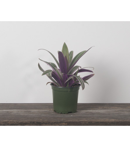 Moses in a Boat 4" - Variegated
