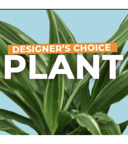 Designer Choice Plant