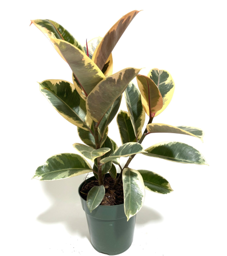 Ficus Rubber Tineke 8"