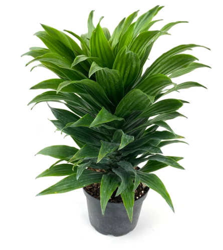 Dracaena - Janet Craig Compacta