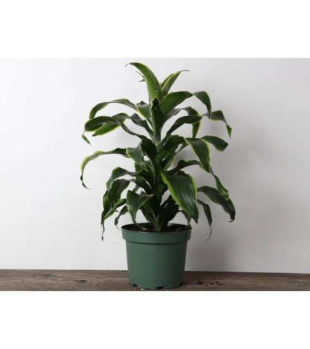 Dracaena Janet Craig 8" - Carmen
