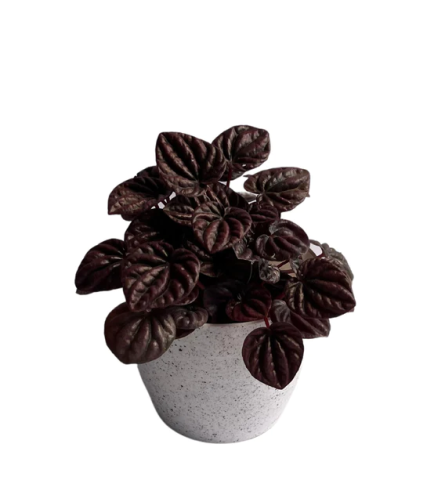 Peperomia - Schumi Red